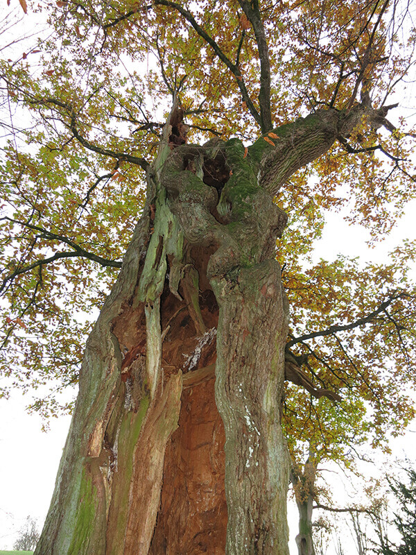 Ein alter hohler Baum aus der Forschperspektive