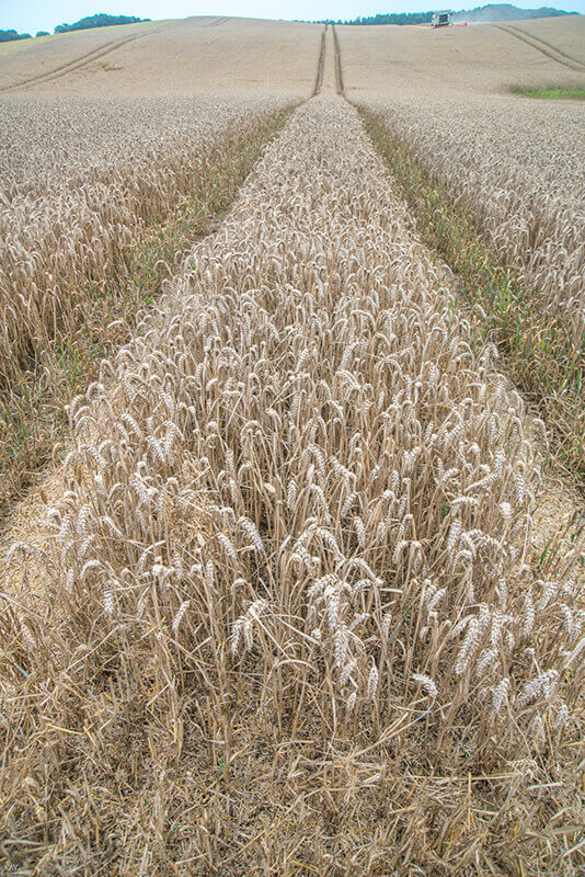 Ein Weizenfeld kurz vor der Ernte