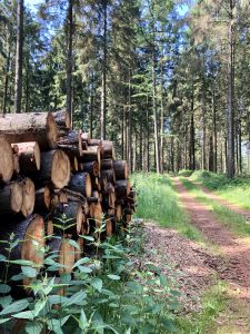 Wald Holzpolter Förster gesucht
